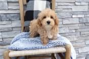 Maltipoo
