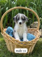 Mini Aussie Doodle