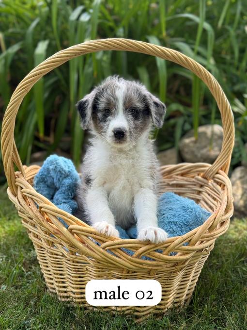 Mini Aussie Doodle