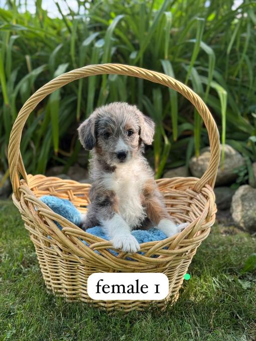 Mini Aussie Doodle