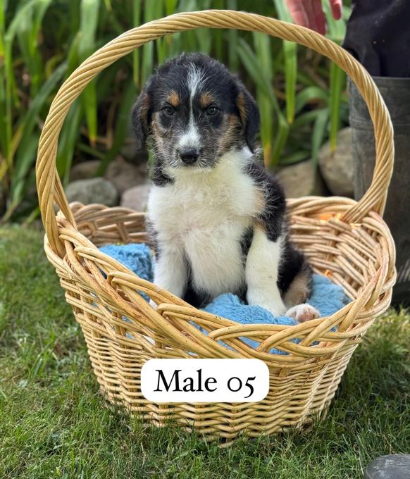 Mini Aussie Doodle