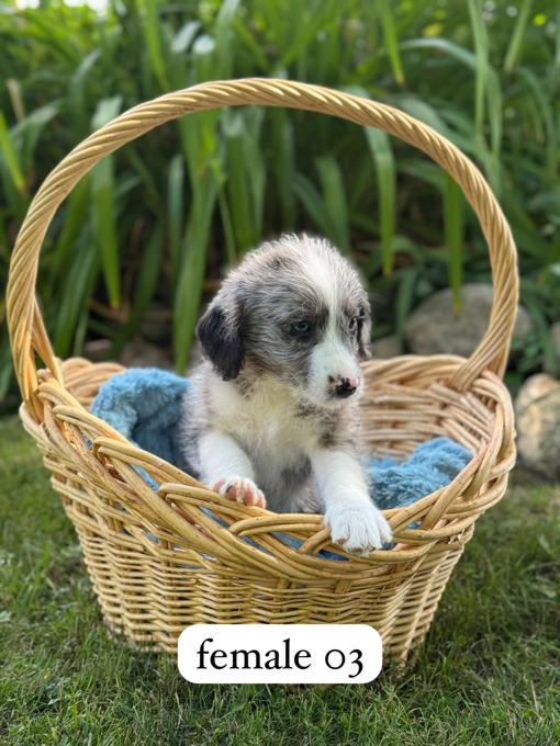 Mini Aussie Doodle