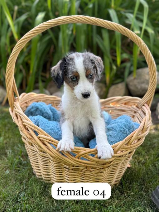 Mini Aussie Doodle