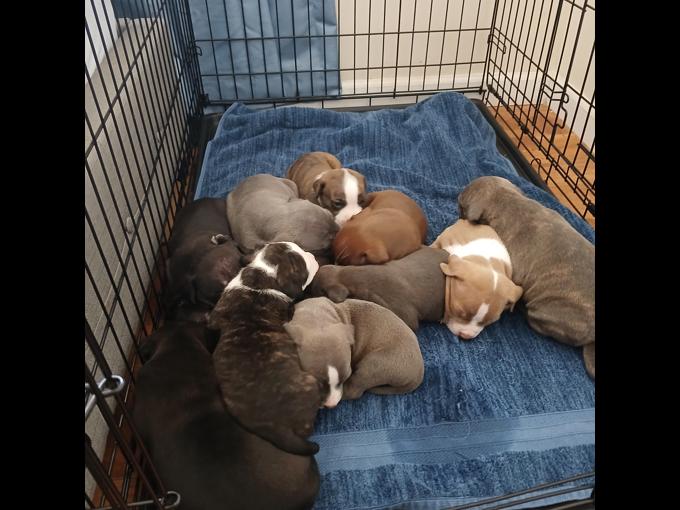American bully