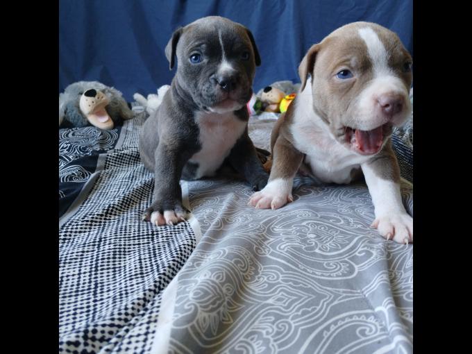 American bully