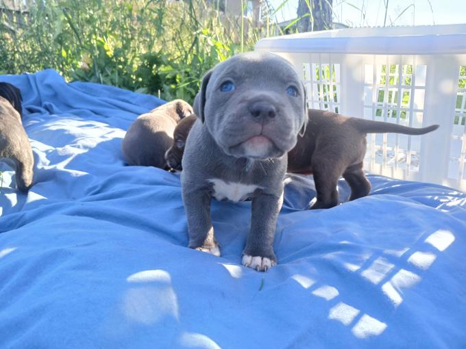 American bully