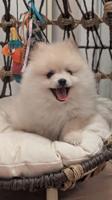 Pomeranian