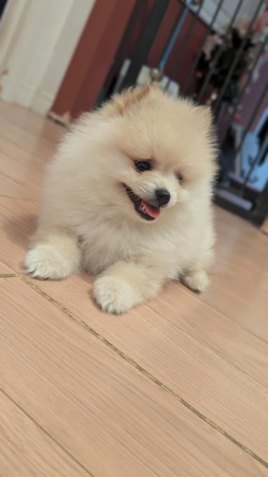 Pomeranian