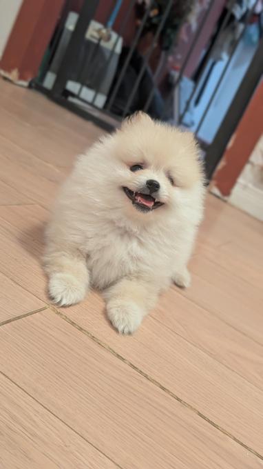 Pomeranian