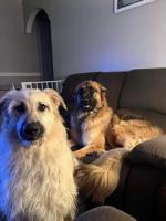 It breaks my heart but my son needs to rehome his fur babies. They are sibl