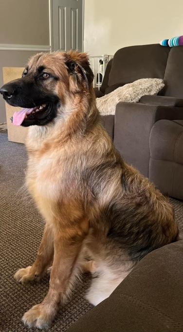 It breaks my heart but my son needs to rehome his fur babies. They are sibl