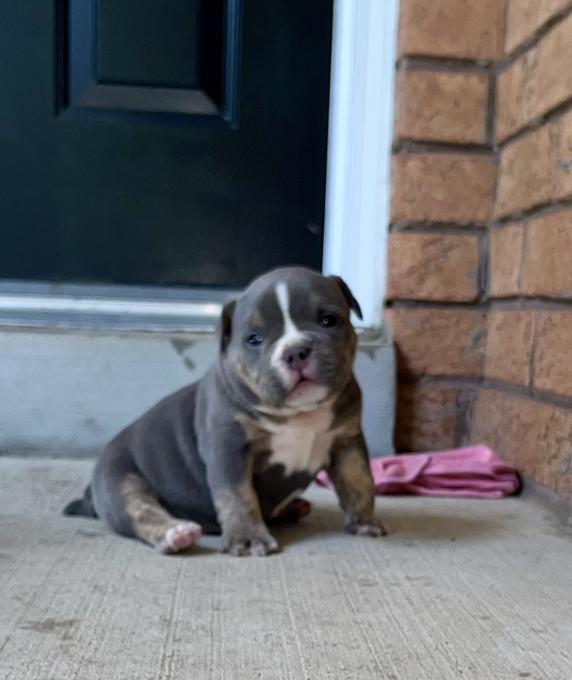 American Bully