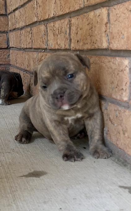 American Bully