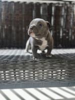 American Bully