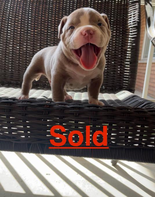 American Bully