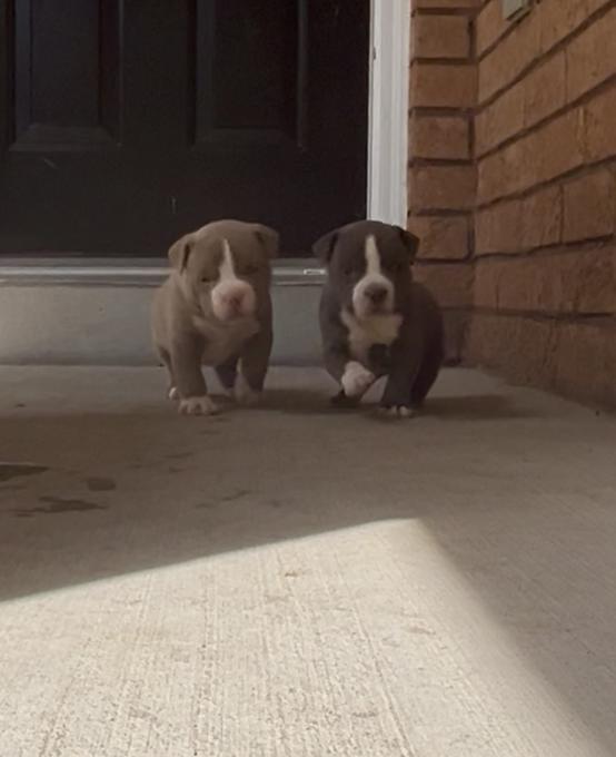 American Bully