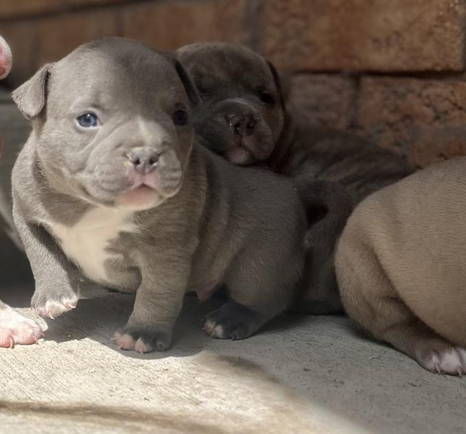 American Bully
