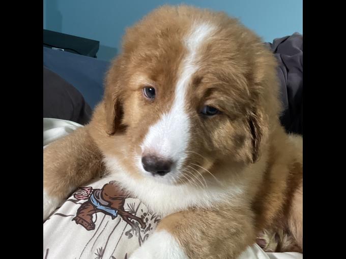 Nova Scotia Duck Tolling Retriever