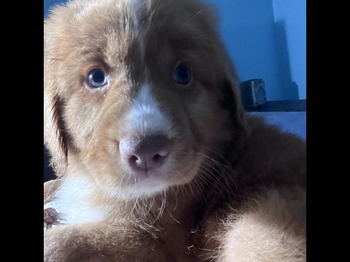 Nova Scotia Duck Tolling Retriever