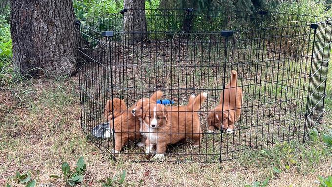 Nova Scotia Duck Tolling Retriever