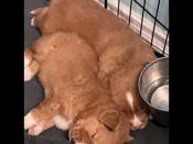 Nova Scotia Duck Tolling Retriever
