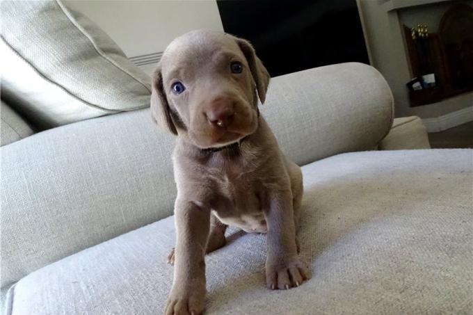 Weimaraner Puppies