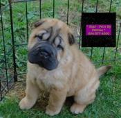 Chinese Shar - Pei Puppies