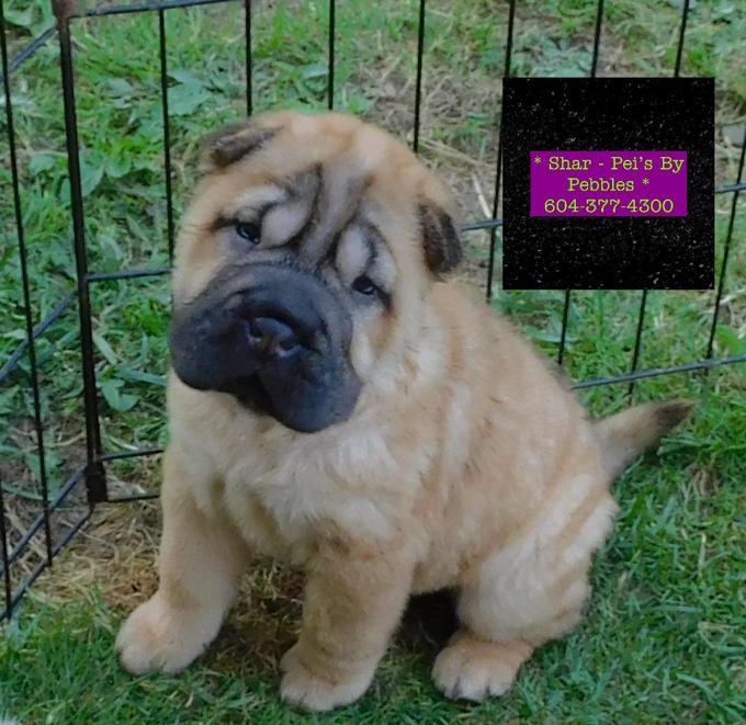 Chinese Shar - Pei Puppies