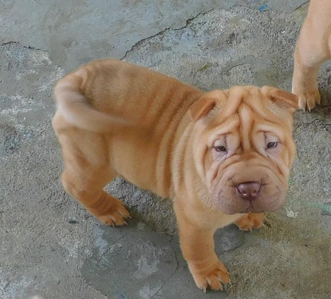 Chinese Shar - Pei Puppies
