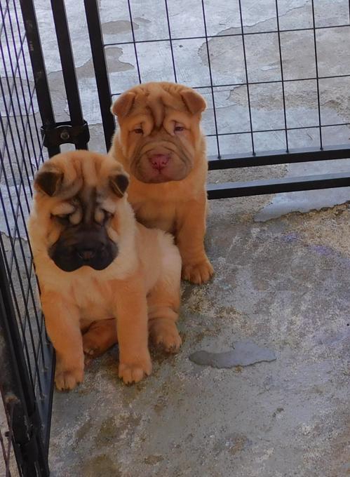 Chinese Shar - Pei Puppies