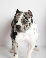 American Bully