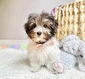 Havanese