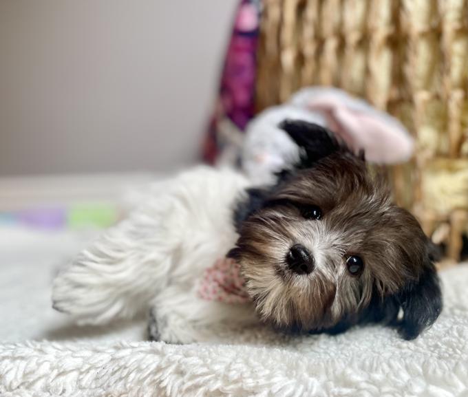 Havanese
