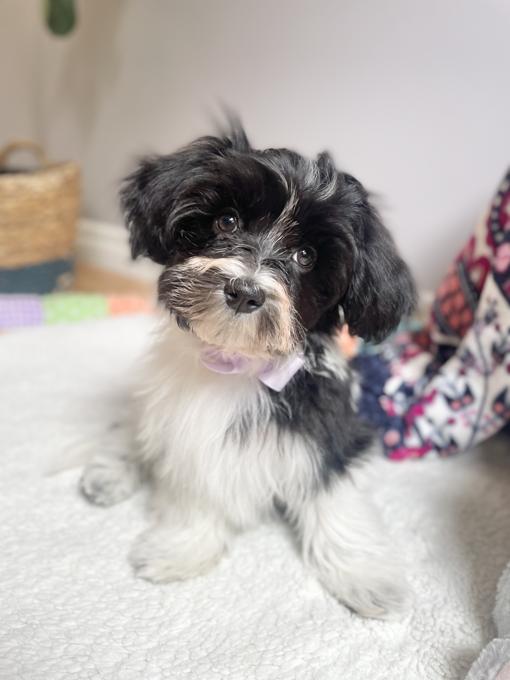 Havanese