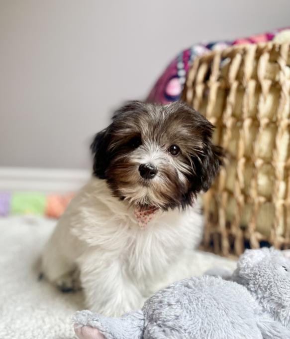 Havanese
