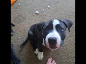 Bully mix