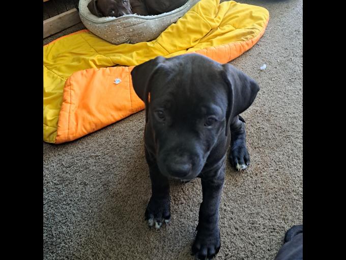 Bully mix