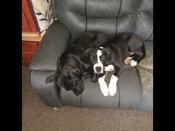 Bully mix