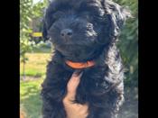 Havanese