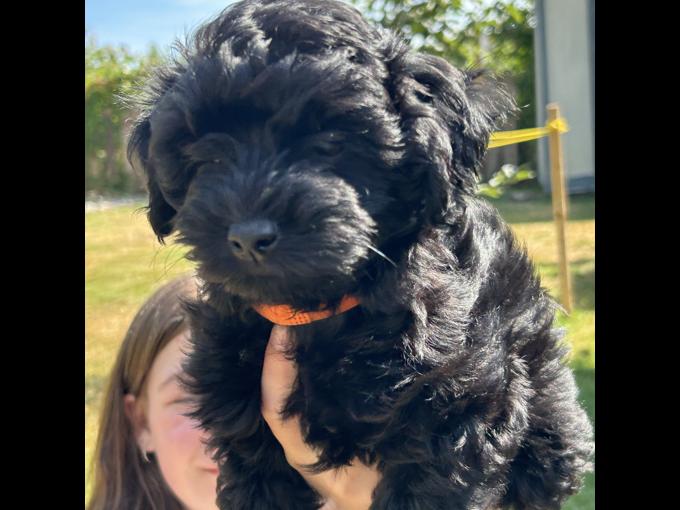 Havanese
