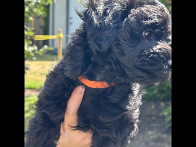 Havanese