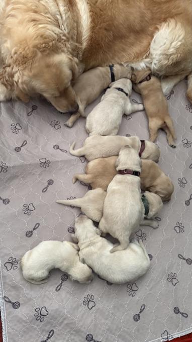 Golden retriever