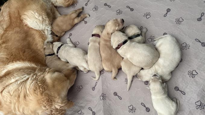 Golden retriever