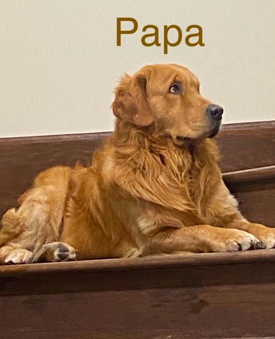 Golden retriever