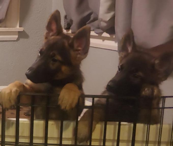 King German Shepherd