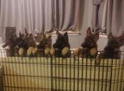 King German Shepherd