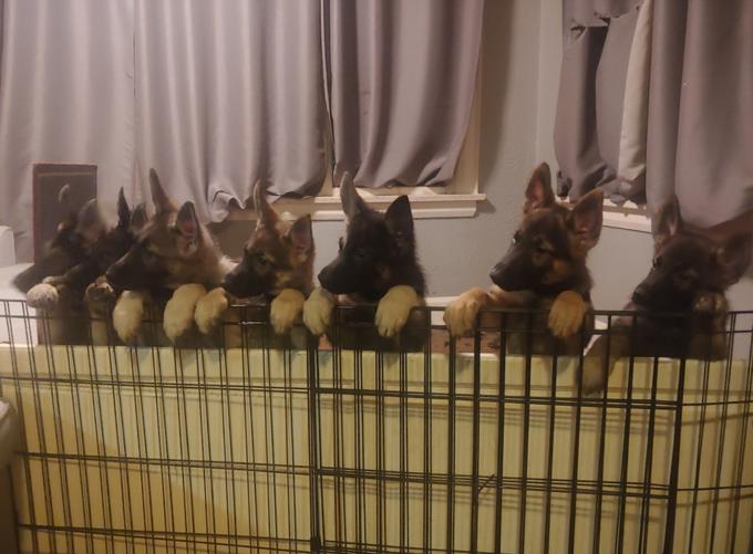 King German Shepherd