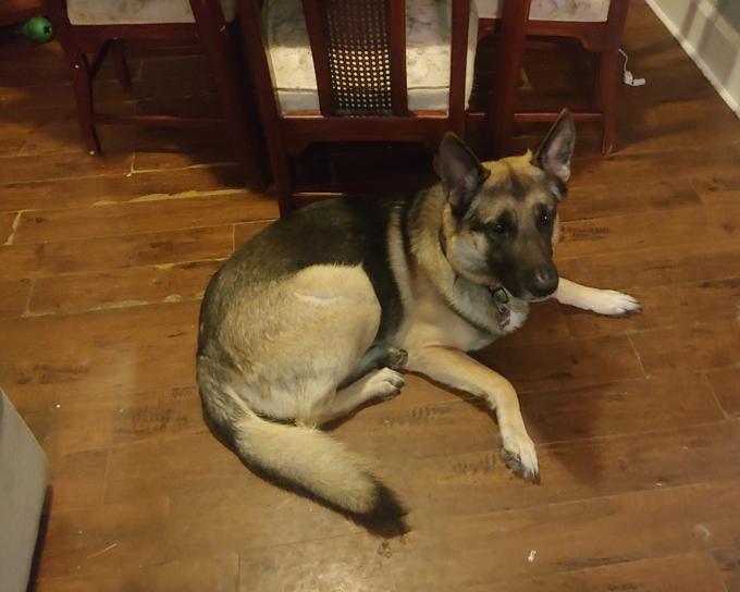 King German Shepherd