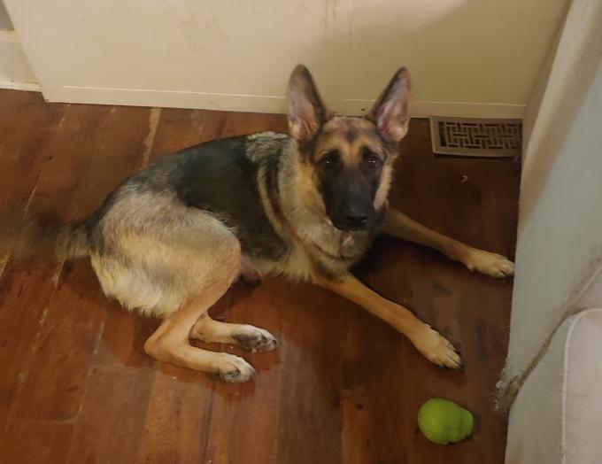 King German Shepherd