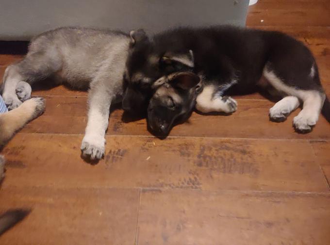 King German Shepherd